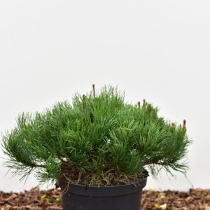 Pinus mugo pumilio - 35-40 C5