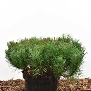 Pinus mugo pumilio - 40-45 C5