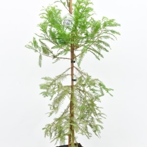 Taxodium distichum - 80-100 C3.5