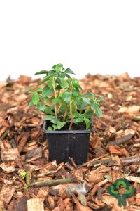 Pachysandra terminalis ‘Green Sheen’ - P9