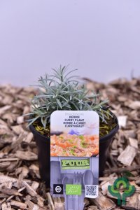 Helichrysum italicum - P13