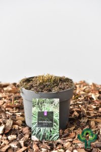 Hakonechloa macra - C2