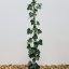 Hedera hibernica - 80-100 C2
