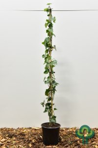 Hedera hibernica - 100-125 C2