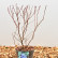 Vaccinium corymbosum in varieties - 45-50 C3