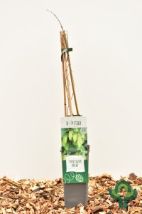 Humulus in soorten - 40-60 C2 3 stok