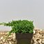 Juniperus procumbens ‘Nana’ - 20-25 C2