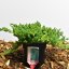 Juniperus procumbens ‘Nana’ - 25-30 C2