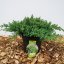 Juniperus procumbens ‘Nana’ - 25-30 C2.5