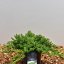 Juniperus procumbens ‘Nana’ - 25-30 C3