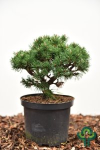Pinus mugo ‘Lilliput’ - 25-30 C5