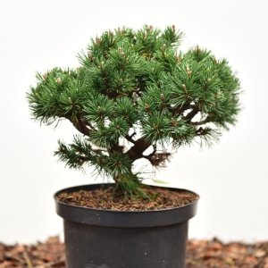 Pinus mugo ‘Lilliput’ - 25-30 C5