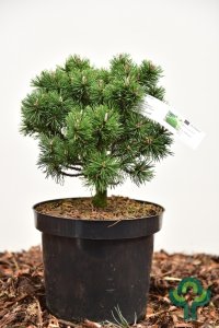 Pinus mugo ‘Mops’ - 25-30 C7.5