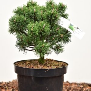 Pinus mugo ‘Mops’ - 25-30 C7.5