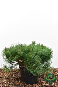 Pinus mugo mugo - 45-50 C7.5