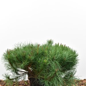 Pinus mugo mugo - 45-50 C7.5