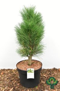 Pinus nigra ‘Green Tower’ - 50-60 C10