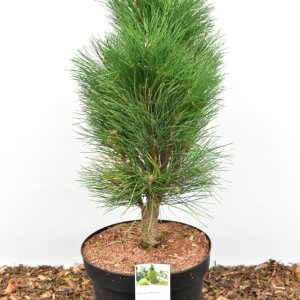 Pinus nigra ‘Green Tower’ - 50-60 C10