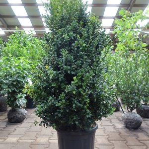 Buxus sempervirens - 80-100 mB. -> C10