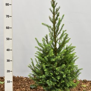 Picea omorika - 60-80 mB.