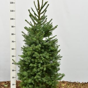 Picea omorika - 100-125 mB.