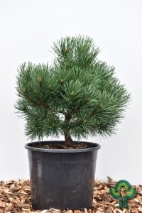 Pinus mugo ‘Gnom’ - 50-60 C15