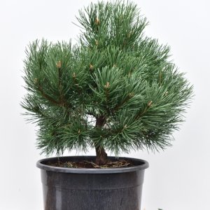 Pinus mugo ‘Gnom’ - 50-60 C15
