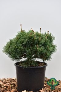 Pinus mugo ‘Mops’ - 40-50 C15