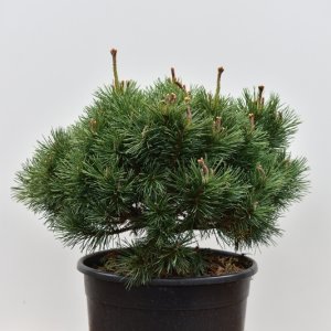 Pinus mugo ‘Mops’ - 40-50 C15