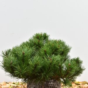 Pinus mugo mugo - 30-40 mB.