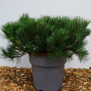 Pinus mugo mugo - 50-60 C12