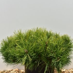 Pinus mugo mugo - 60-70 C15