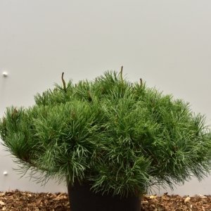 Pinus mugo mugo - 60-80 C25