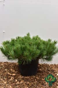 Pinus mugo mugo - 80-90 C35