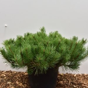 Pinus mugo mugo - 80-90 C35
