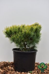 Pinus mugo ‘Ophir’ - 40-50 C15
