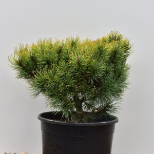 Pinus mugo ‘Ophir’ - 40-50 C15