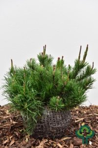Pinus mugo pumilio - 30-40 mB.