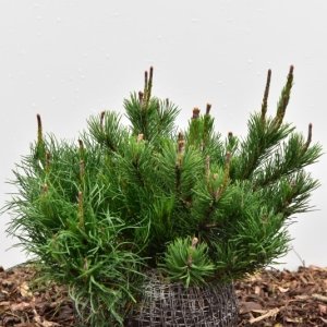 Pinus mugo pumilio - 30-40 mB.