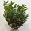Prunus laurocerasus Etna - 60-80 RB.