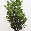 Prunus laurocerasus Etna - 80-100 RB.