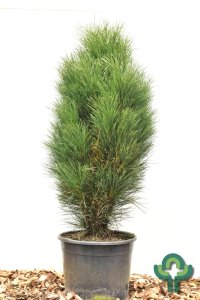 Pinus nigra ‘Green Tower’ - 80-100 C15
