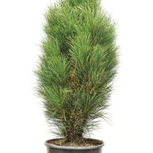 Pinus nigra ‘Green Tower’ - 80-100 C15