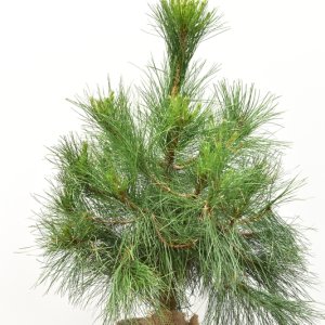 Pinus nigra nigra - 80-100 mB.