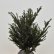 Taxus baccata - 50-60 kl.