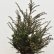 Taxus baccata - 60-80 kl.