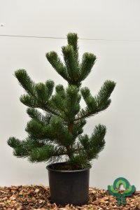 Pinus nigra ‘Oregon Green’ - 80-100 C15
