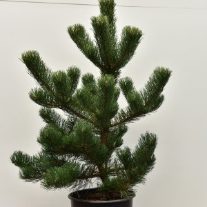 Pinus nigra ‘Oregon Green’ - 80-100 C15