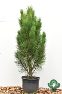 Pinus nigra ‘Pyramidalis’ - 100-120 C15