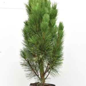 Pinus nigra ‘Pyramidalis’ - 100-120 C15
